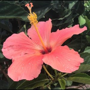 Meet your Posher, Paula